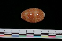 藏品(白星寶螺)的圖片